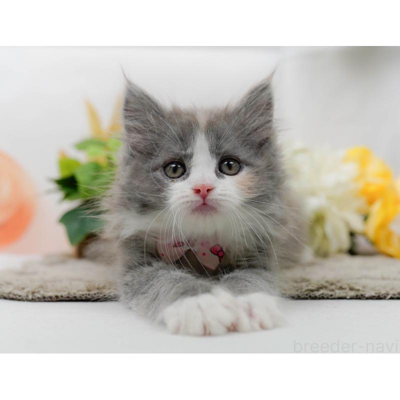 販売中の神奈川県のミックス-139878の7枚目