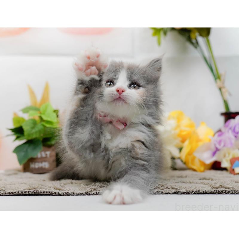 販売中の神奈川県のミックス-139878の6枚目