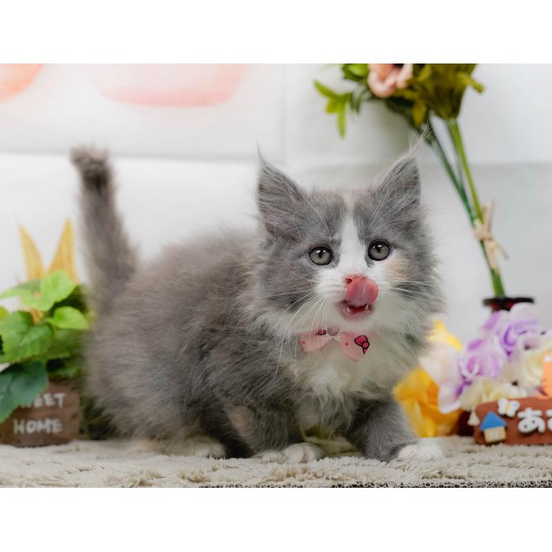 販売中の神奈川県のミックス-139878の5枚目