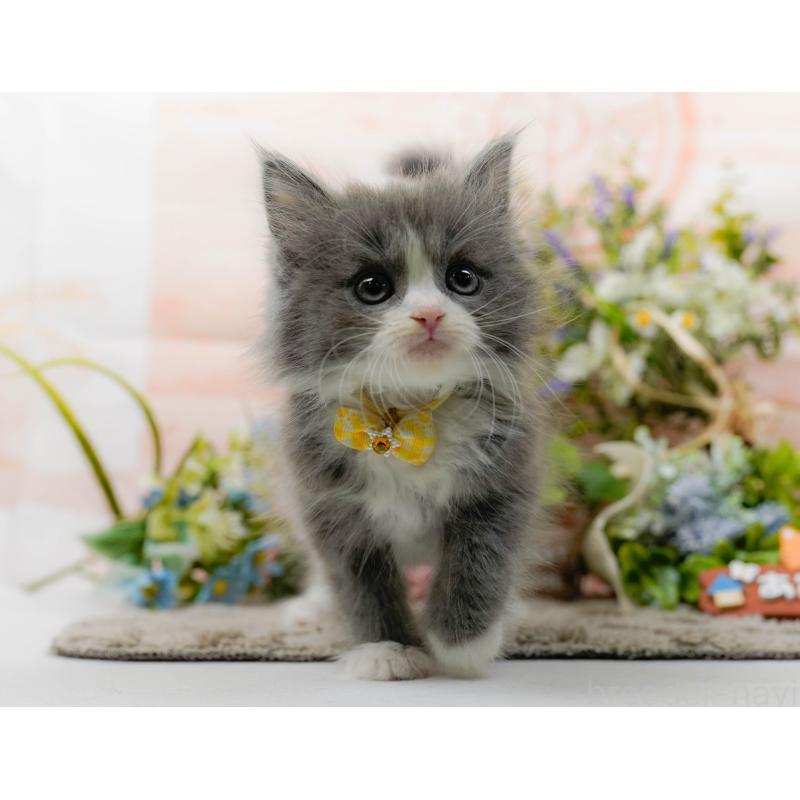 販売中の神奈川県のミックス-139879の11枚目