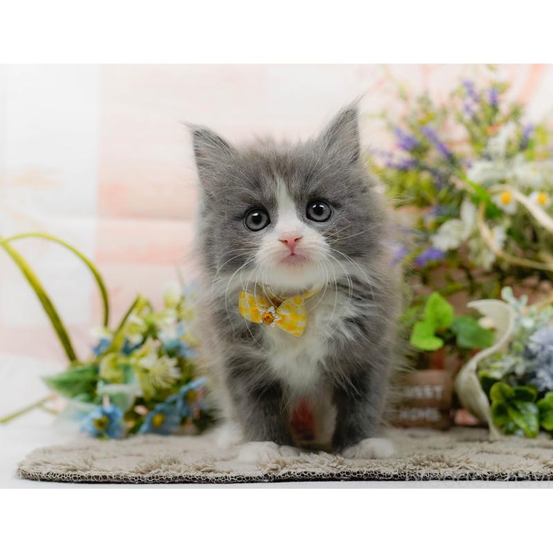 販売中の神奈川県のミックス-139879の10枚目