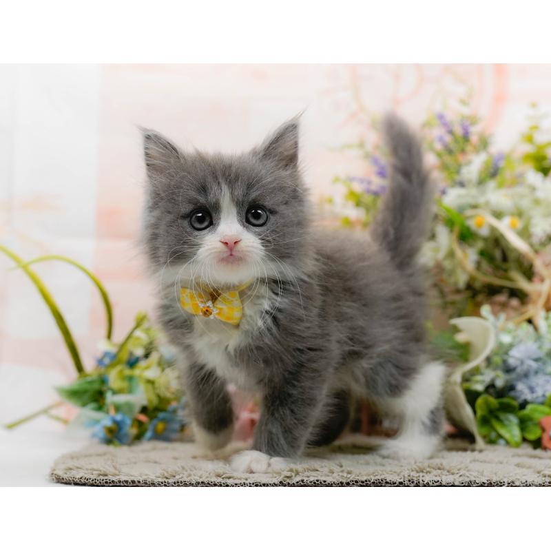 販売中の神奈川県のミックス-139879の9枚目