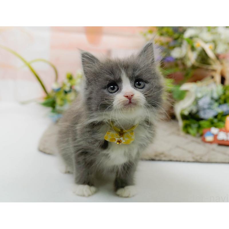 販売中の神奈川県のミックス-139879の8枚目