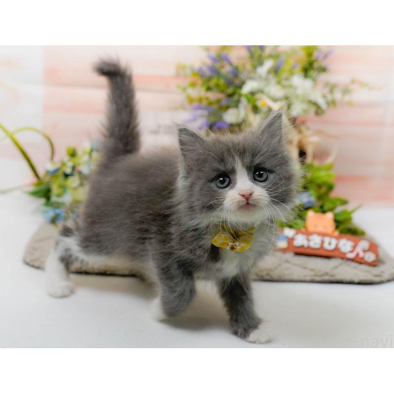 販売中の神奈川県のミックス-139879の7枚目