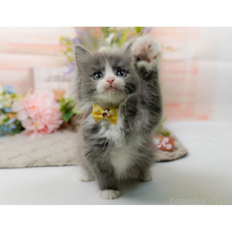 販売中の神奈川県のミックス-139879の6枚目