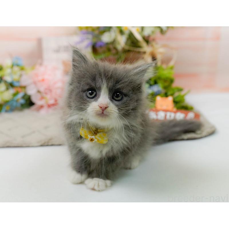 販売中の神奈川県のミックス-139879の5枚目