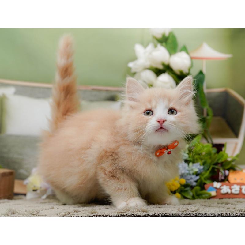 販売中の神奈川県のミックス-139880の11枚目