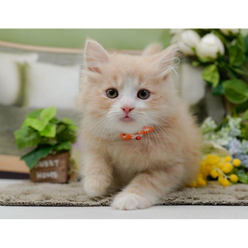 販売中の神奈川県のミックス-139880の10枚目