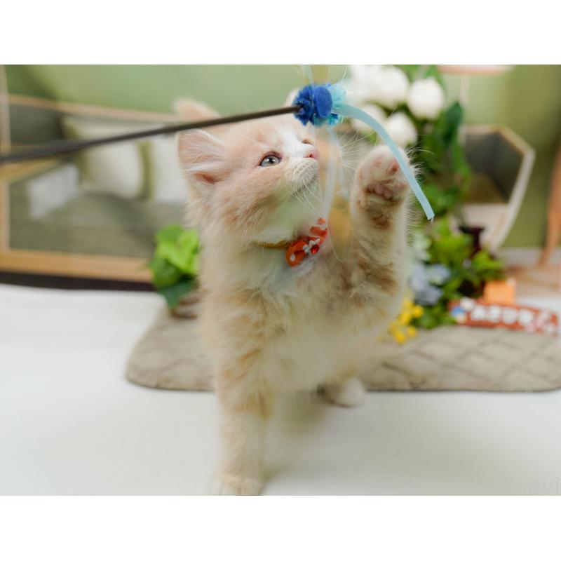 販売中の神奈川県のミックス-139880の8枚目