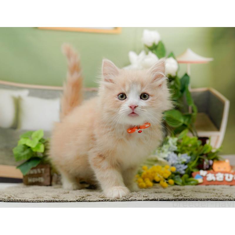 販売中の神奈川県のミックス-139880の7枚目