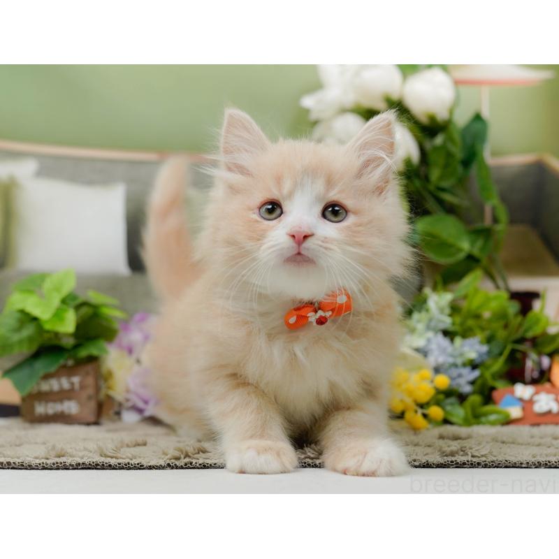 販売中の神奈川県のミックス-139880の6枚目