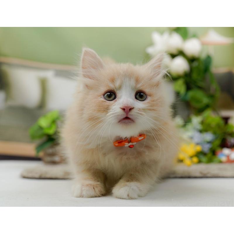 販売中の神奈川県のミックス-139880の5枚目