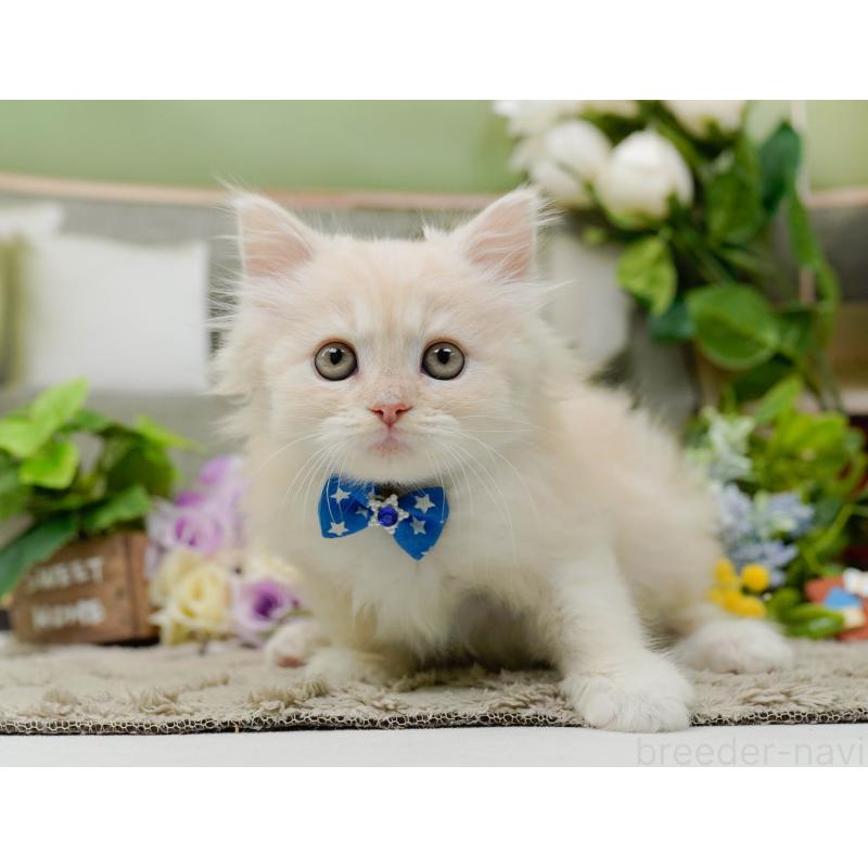 販売中の神奈川県のサイベリアン-139876の12枚目