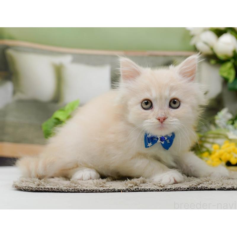 販売中の神奈川県のサイベリアン-139876の11枚目