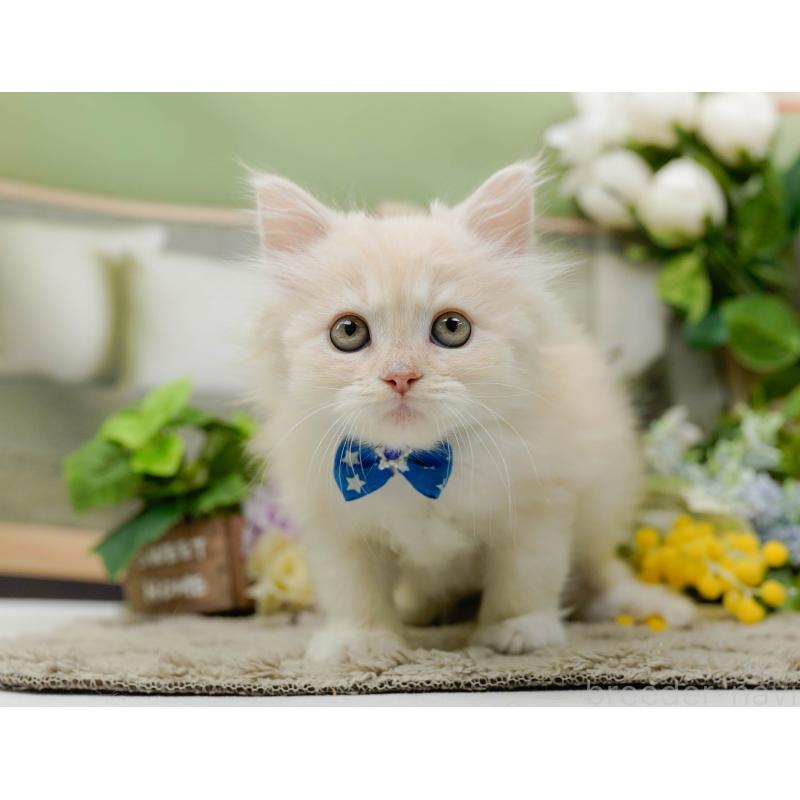 販売中の神奈川県のサイベリアン-139876の10枚目