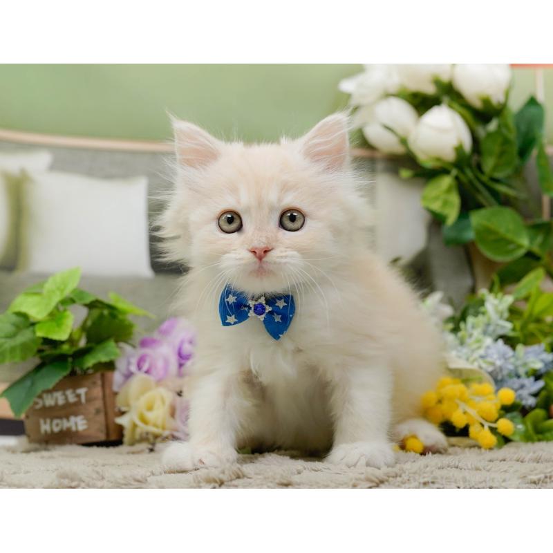 販売中の神奈川県のサイベリアン-139876の9枚目