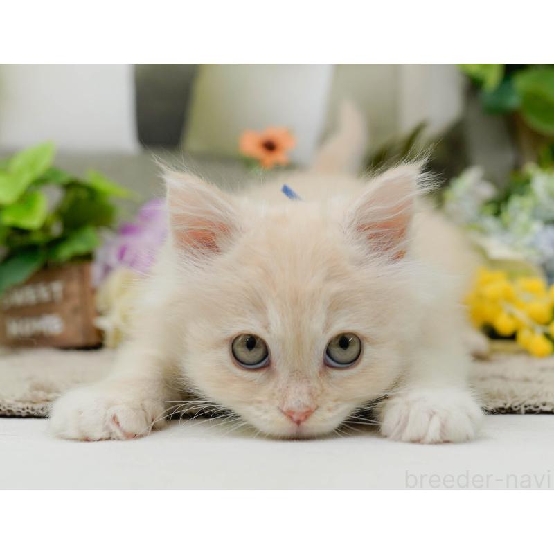 販売中の神奈川県のサイベリアン-139876の8枚目