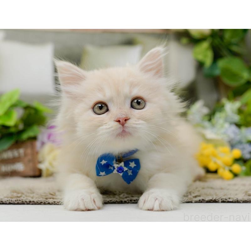 販売中の神奈川県のサイベリアン-139876の7枚目