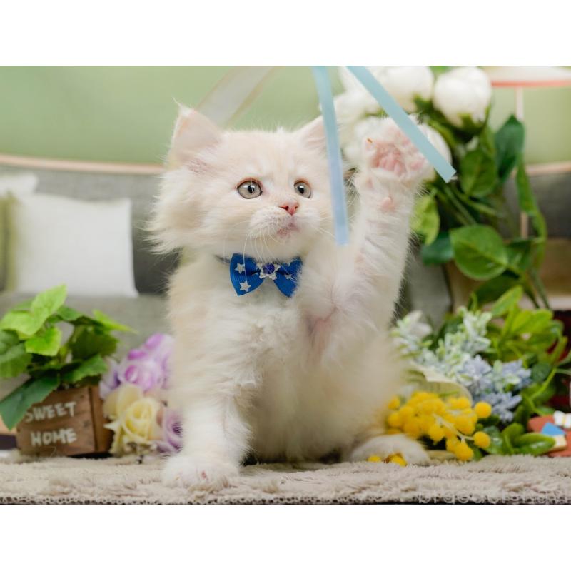 販売中の神奈川県のサイベリアン-139876の6枚目