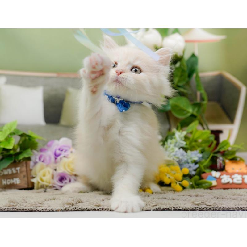 販売中の神奈川県のサイベリアン-139876の5枚目