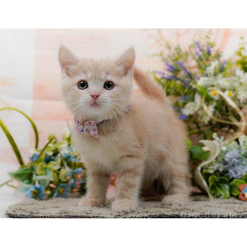 販売中の神奈川県のマンチカン-139870の12枚目