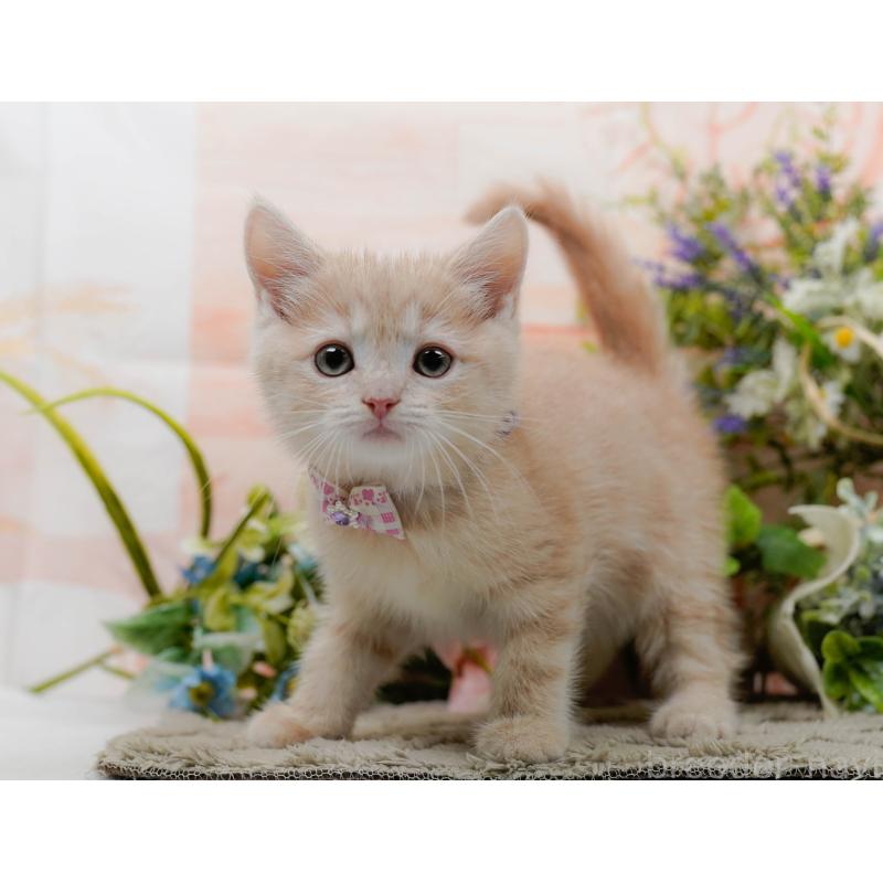 販売中の神奈川県のマンチカン-139870の11枚目