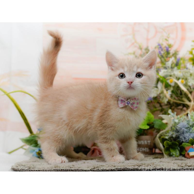 販売中の神奈川県のマンチカン-139870の10枚目