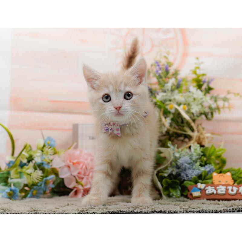 販売中の神奈川県のマンチカン-139870の9枚目