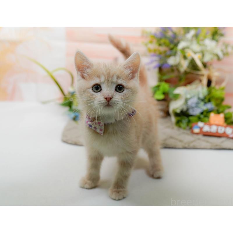 販売中の神奈川県のマンチカン-139870の8枚目