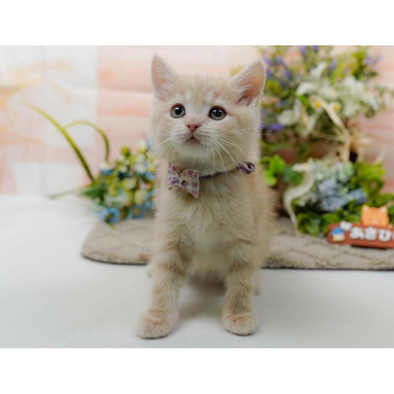 販売中の神奈川県のマンチカン-139870の7枚目