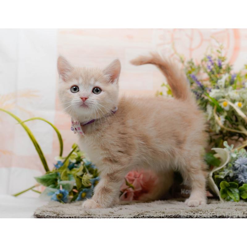 販売中の神奈川県のマンチカン-139870の6枚目