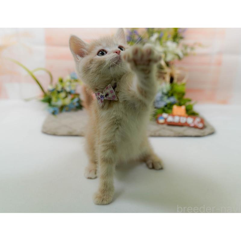 販売中の神奈川県のマンチカン-139870の5枚目