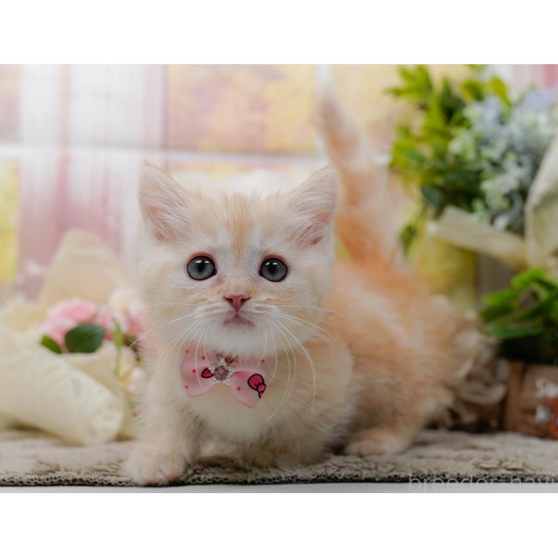 販売中の神奈川県のマンチカン-139871の12枚目