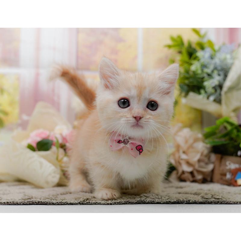 販売中の神奈川県のマンチカン-139871の11枚目