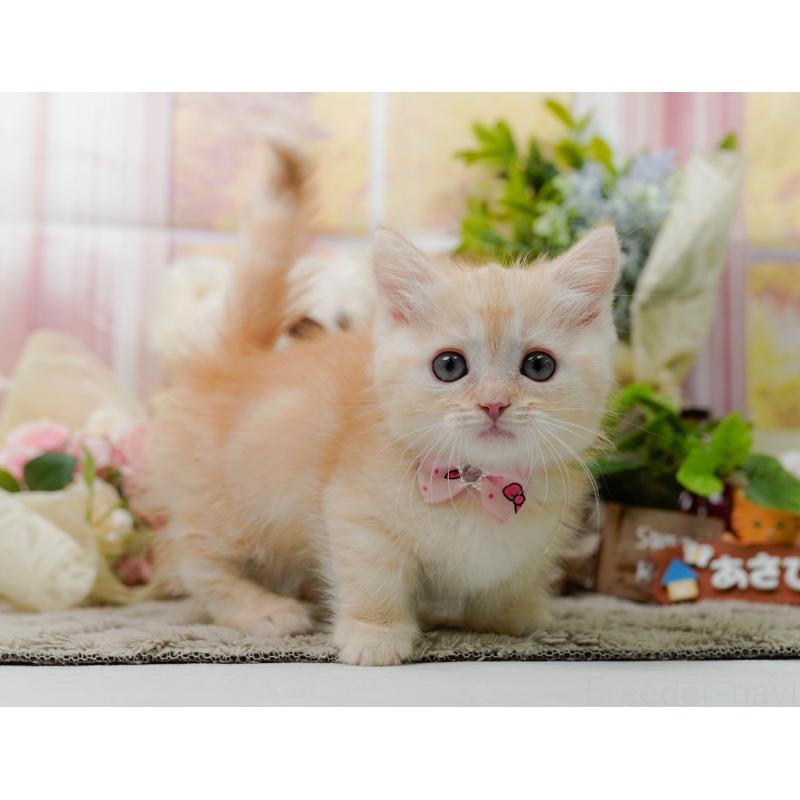 販売中の神奈川県のマンチカン-139871の10枚目