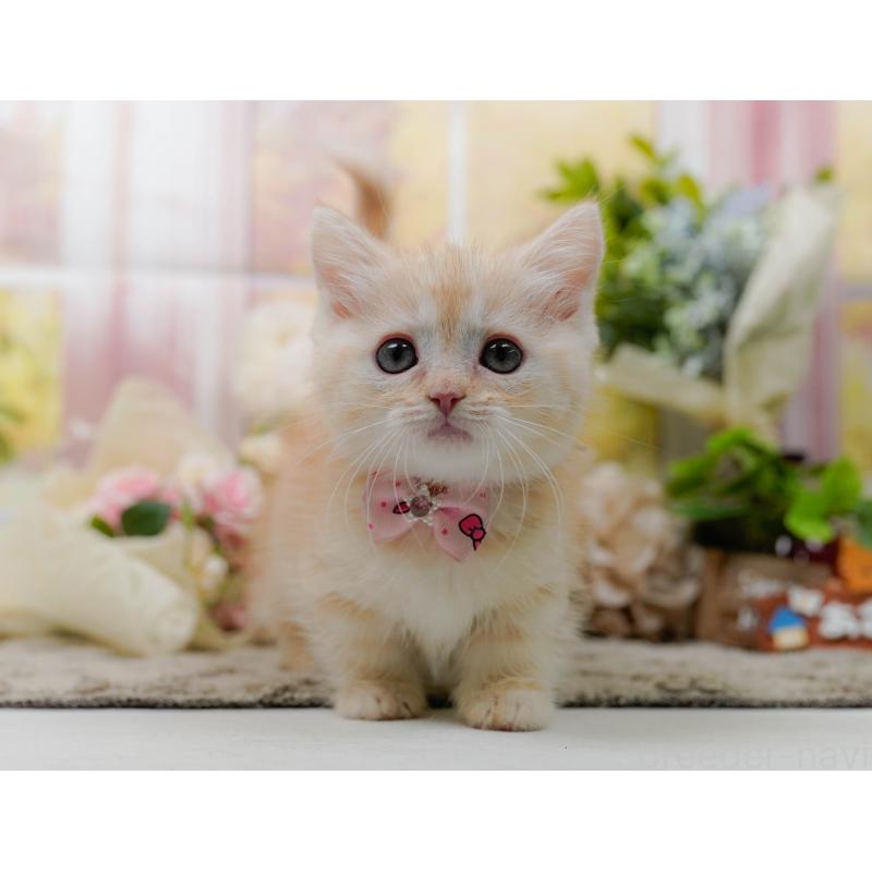 販売中の神奈川県のマンチカン-139871の9枚目