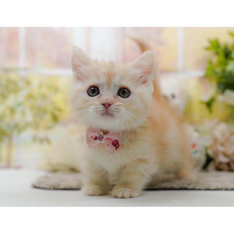 販売中の神奈川県のマンチカン-139871の8枚目