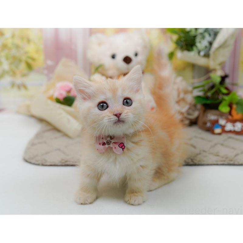 販売中の神奈川県のマンチカン-139871の7枚目