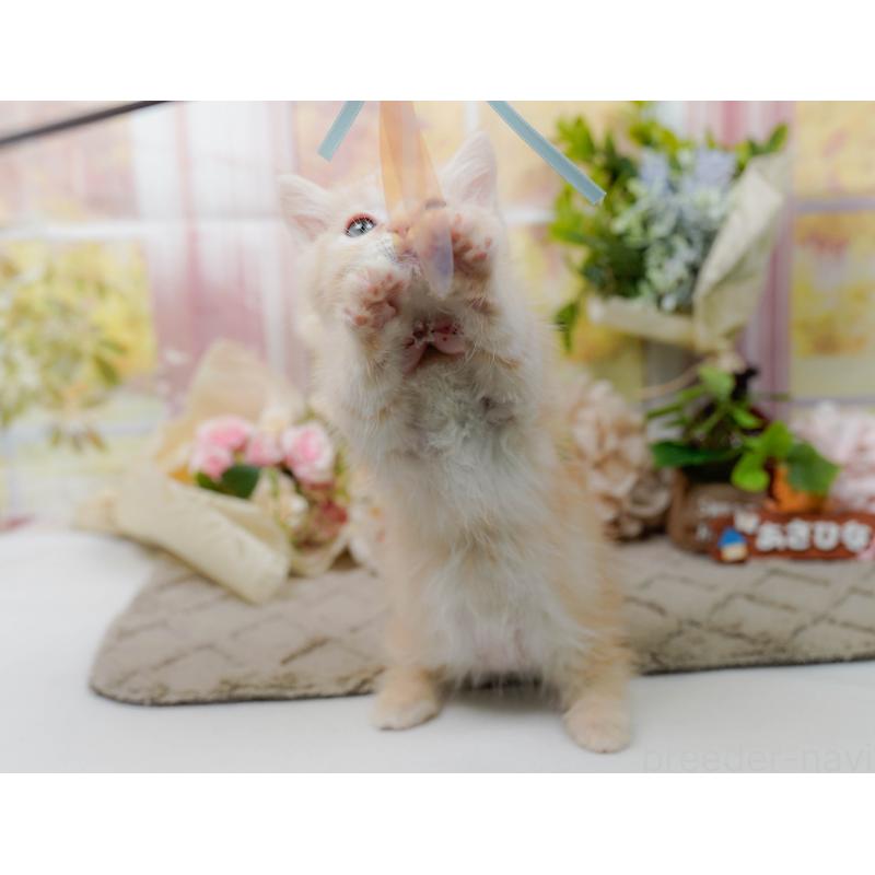 販売中の神奈川県のマンチカン-139871の6枚目