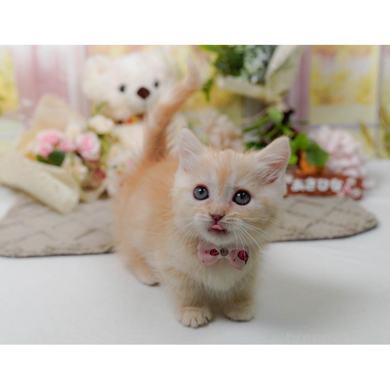 販売中の神奈川県のマンチカン-139871の5枚目