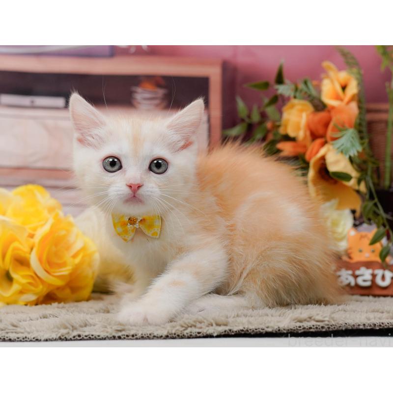 販売中の神奈川県のマンチカン-139872の12枚目