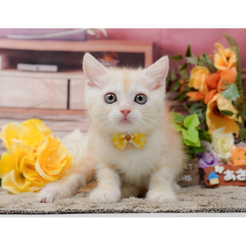 販売中の神奈川県のマンチカン-139872の11枚目