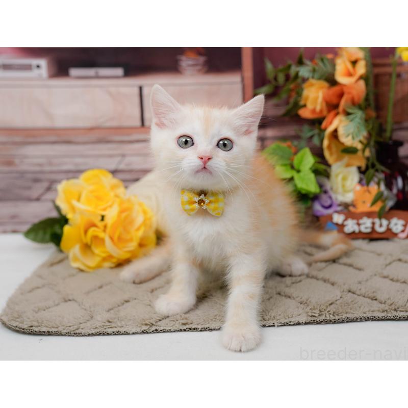 販売中の神奈川県のマンチカン-139872の9枚目