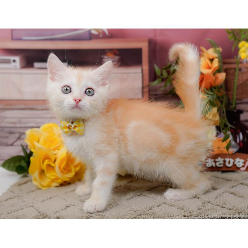 販売中の神奈川県のマンチカン-139872の8枚目