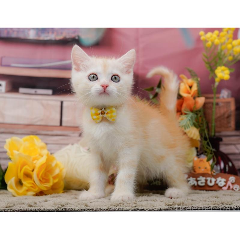 販売中の神奈川県のマンチカン-139872の7枚目