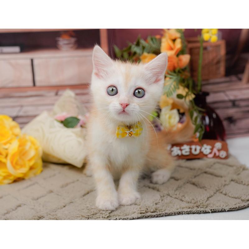 販売中の神奈川県のマンチカン-139872の6枚目