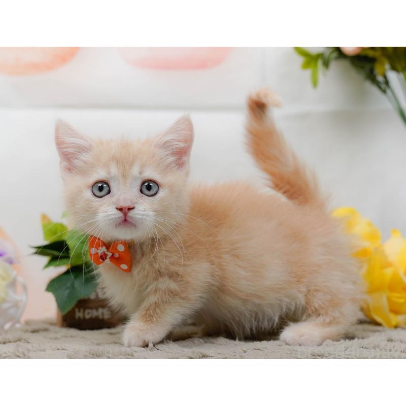 販売中の神奈川県のマンチカン-139873の12枚目