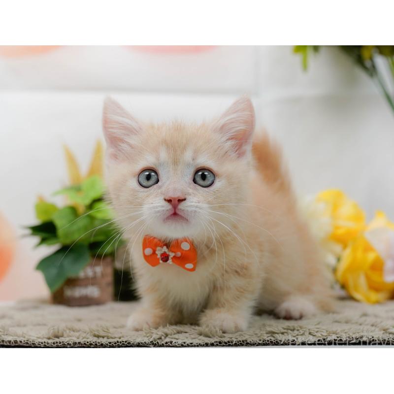 販売中の神奈川県のマンチカン-139873の11枚目