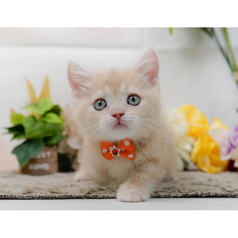 販売中の神奈川県のマンチカン-139873の10枚目