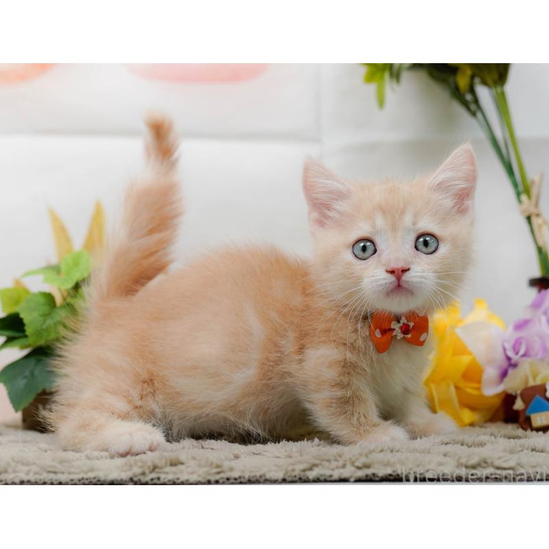 販売中の神奈川県のマンチカン-139873の9枚目